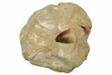 Mosasaur (Prognathodon) Tooth In Rock #91254-1
